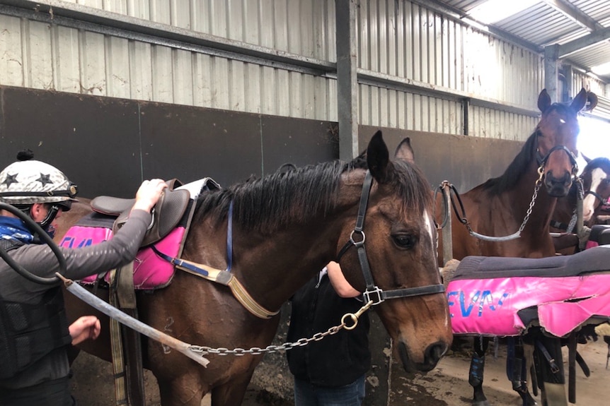 Rows of brown and white horses in stables.