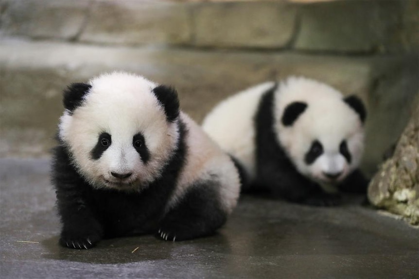 Twin panda cubs, Yuandudu and Huanlili take their first steps in public.