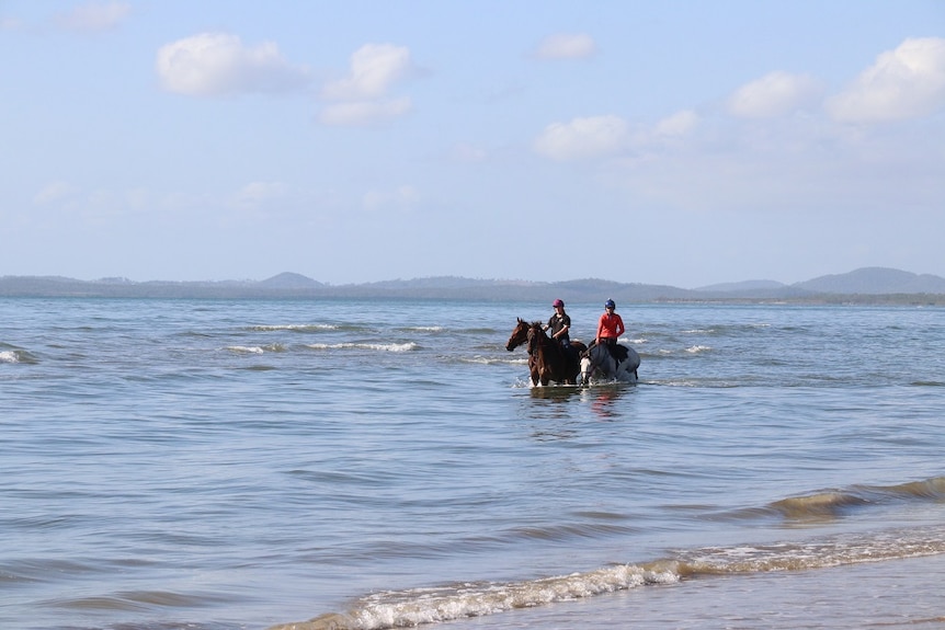 Three horses are ridden in the ocean for training