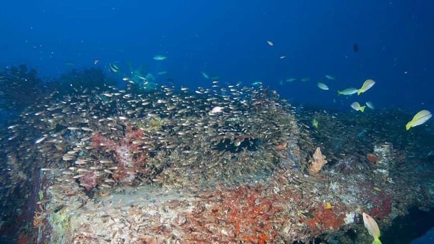 A sunken boat covered in coral and fish.