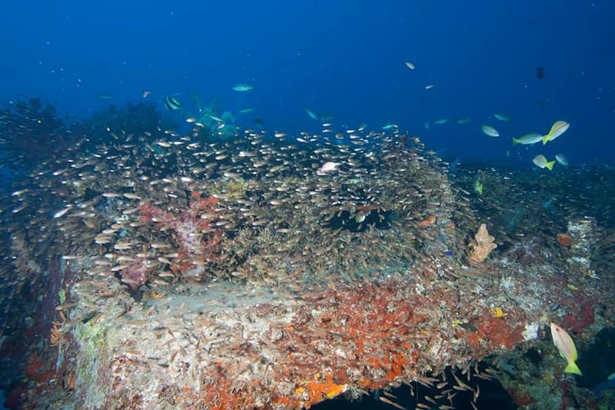 A sunken boat covered in coral and fish.