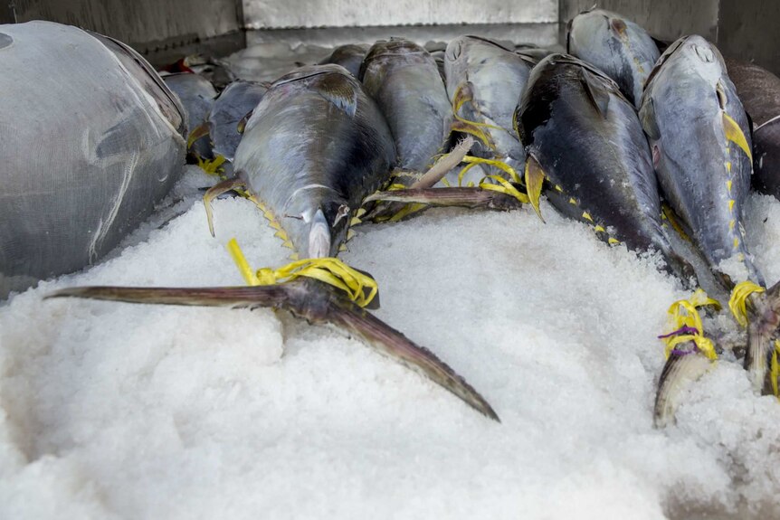 Marine Stewardship Council-certified yellowfin tuna processed at SeaQuest processing plant in Fiji.