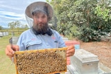 A bearded man wearing a bee net holds up a loaded honeybee frame.