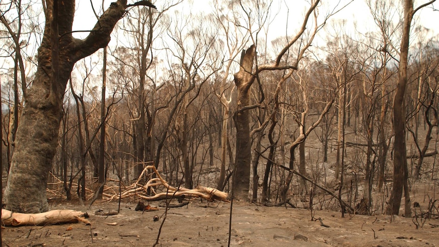 Part of the devastated area with burnt trees in the Tidbinbilla Nature Reserve after the Canberra bushfires in January 2003.