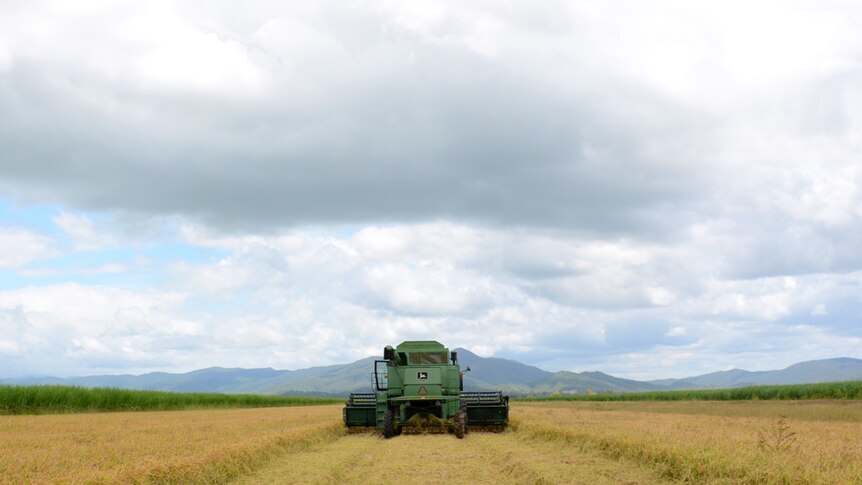 Farmacist is harvesting rice crops around the Mackay region.