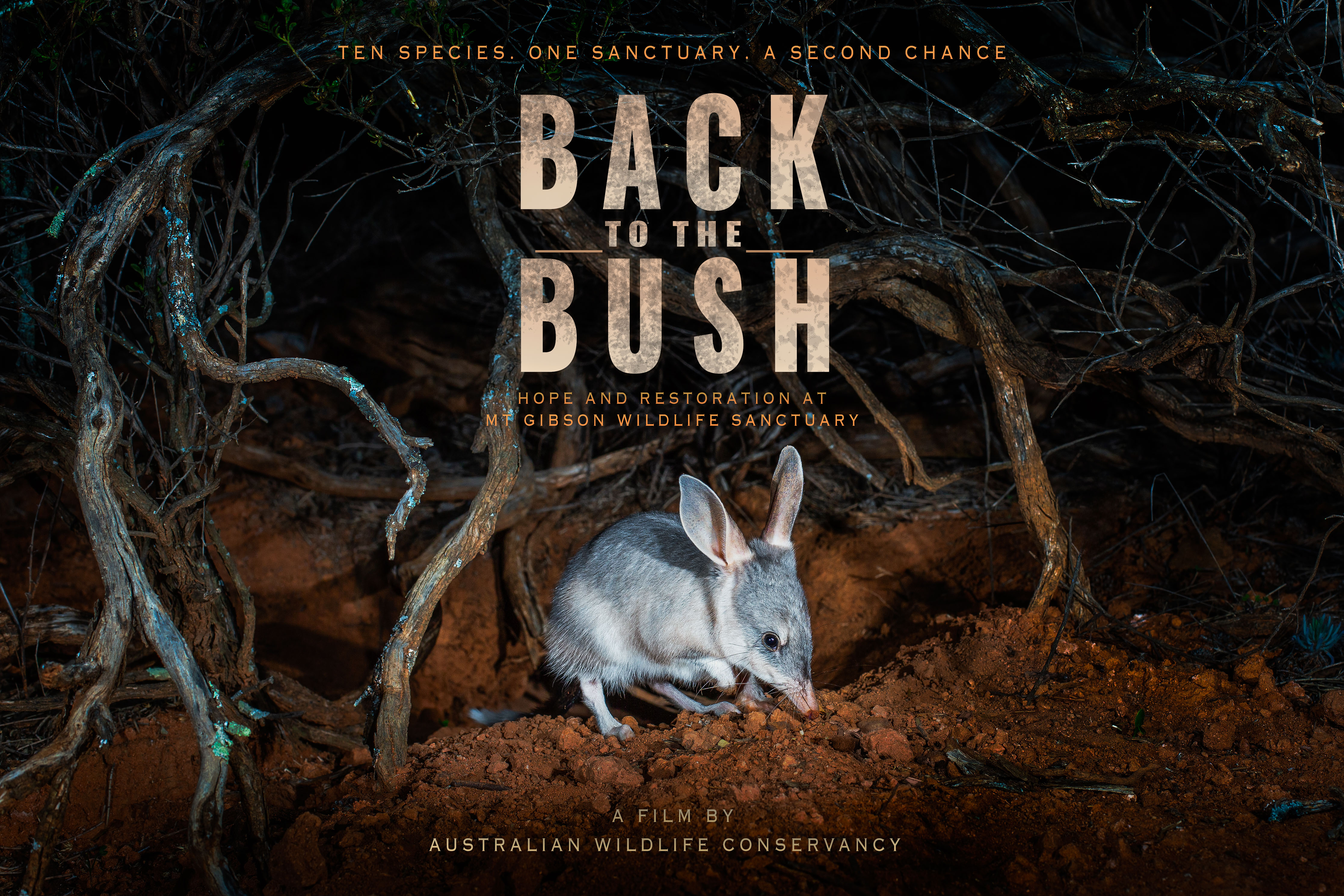 A movie poster showing a bilby and the title 'Back to the Bush'