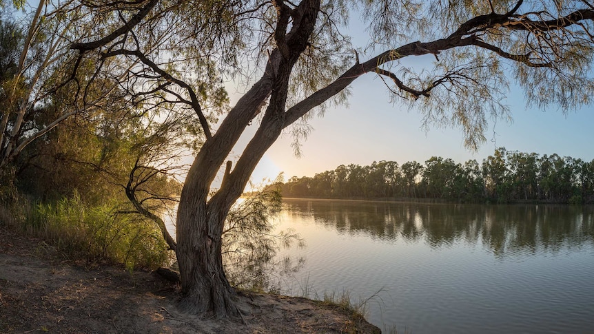 A wide river with trees growing on the riverbank overhanging the water.