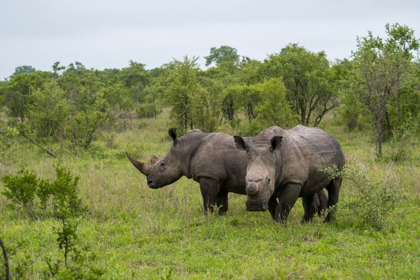 Two white rhinos stand close together, with grey skin and looking upwards, surrounded by lush, green bush.