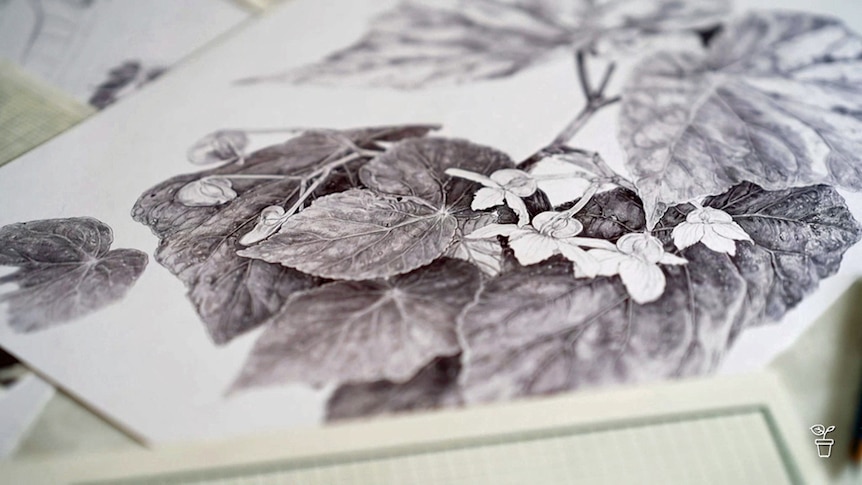 Detailed drawing of begonias.