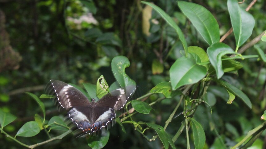 A black and white marked butterfly sits on green shrub in Samoa. 