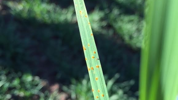 Spots of rust on wheat.