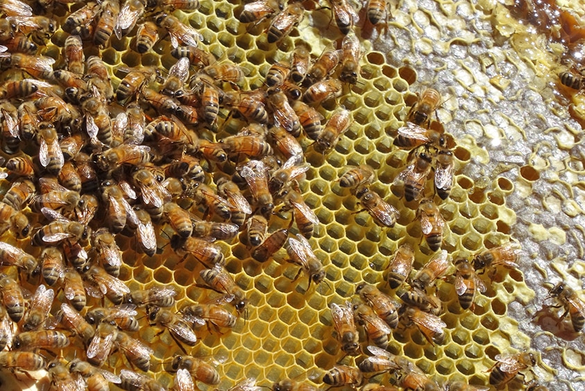 Grace Jerrett checks her racks for honey production