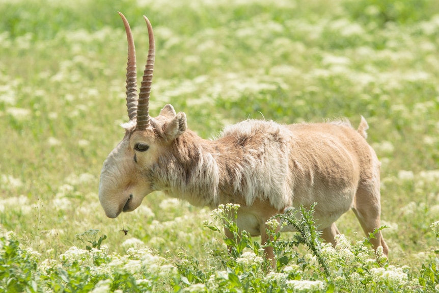 An antelope-like animal with a big nose.