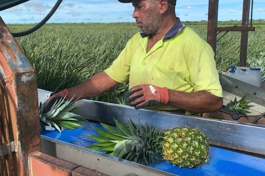 a man picking pineapples.