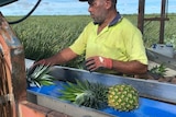 a man picking pineapples.
