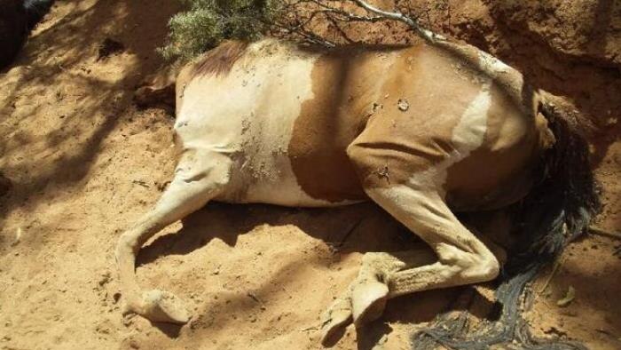 A decomposing dead brumby.