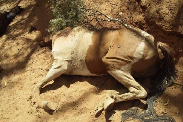 A decomposing dead brumby.