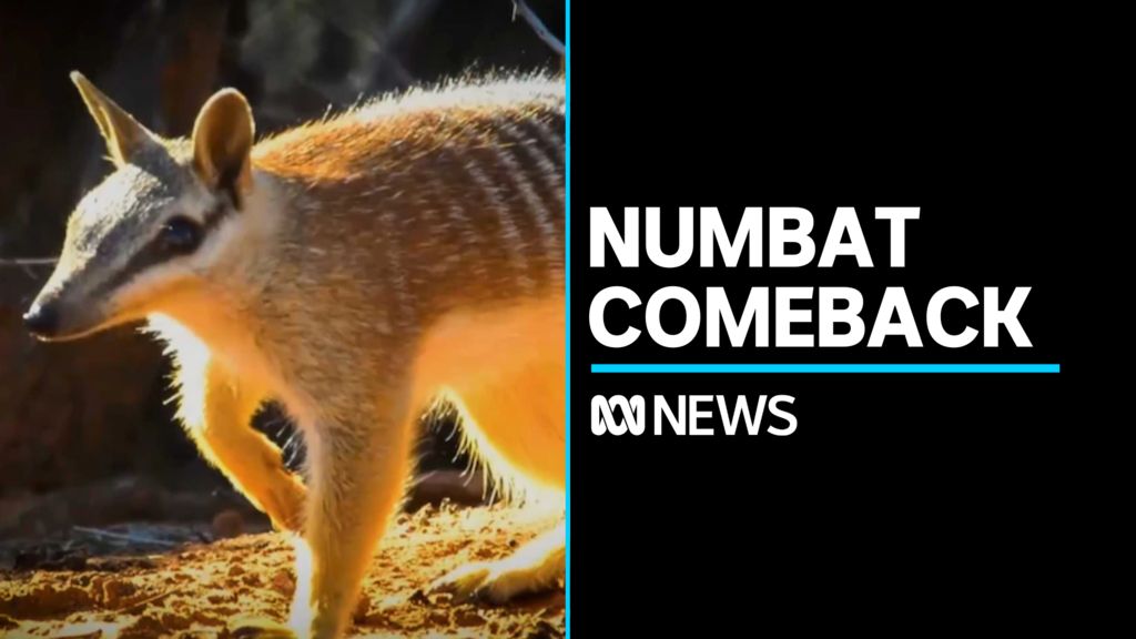 Numbat comeback on Eyre Peninsula after sighting at Secret Rocks - ABC News