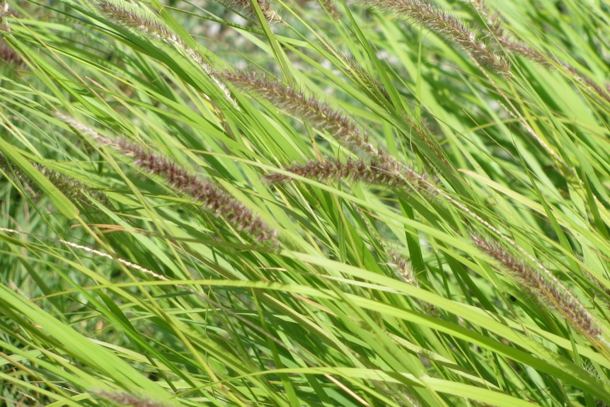 A close up of green grass with purpleish seedheads.