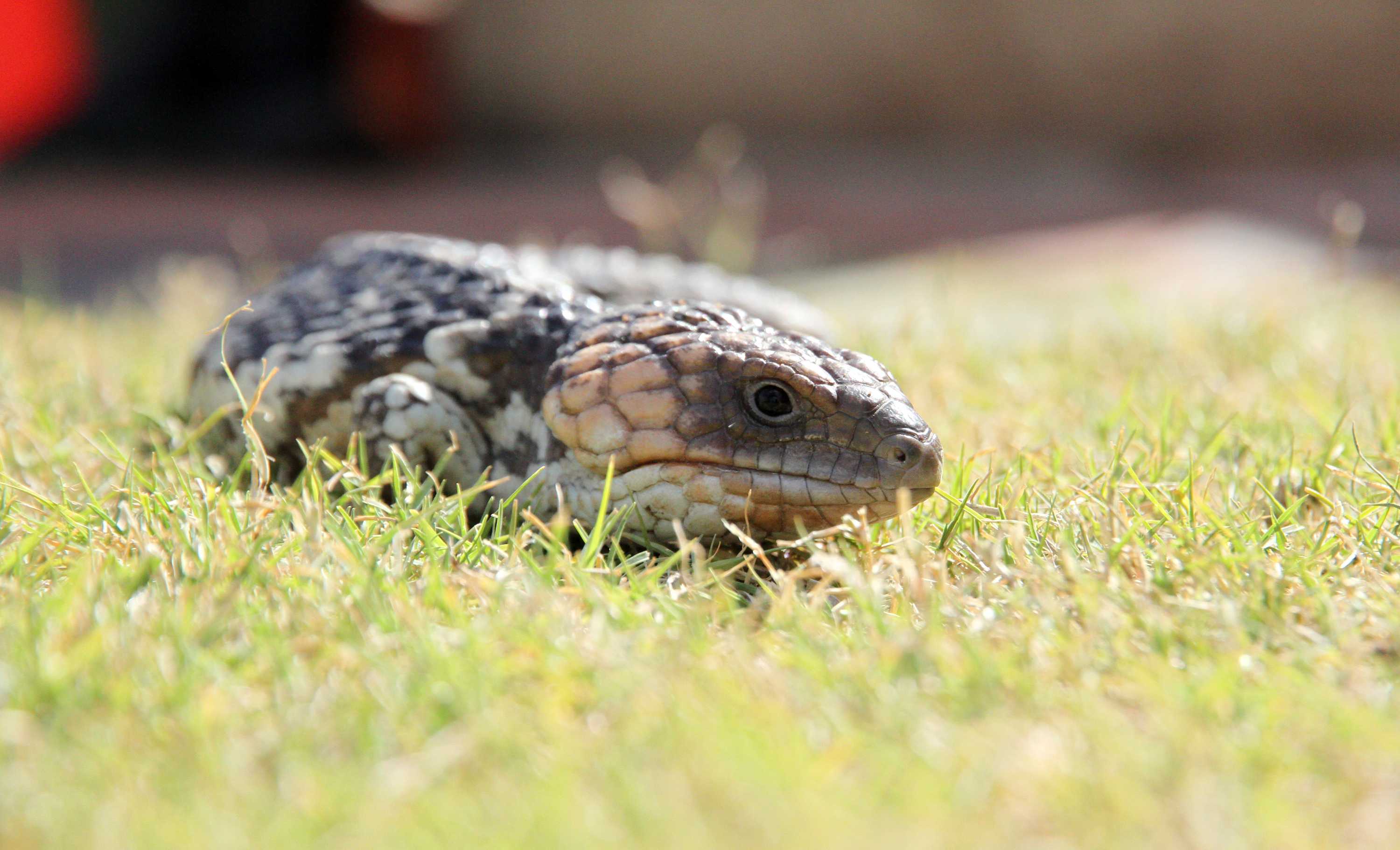 Bobtail lizards are coming out in warmer weather, and there are things