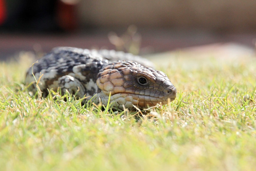 A healthy bobtail lizard at Greenough Wildlife & Bird Park, south of Geraldton.