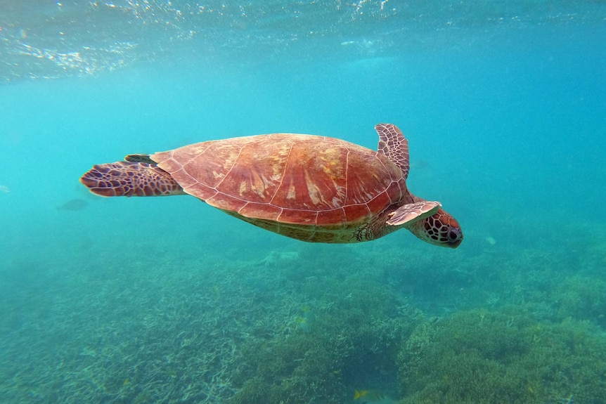 A turtle swims above a reef.