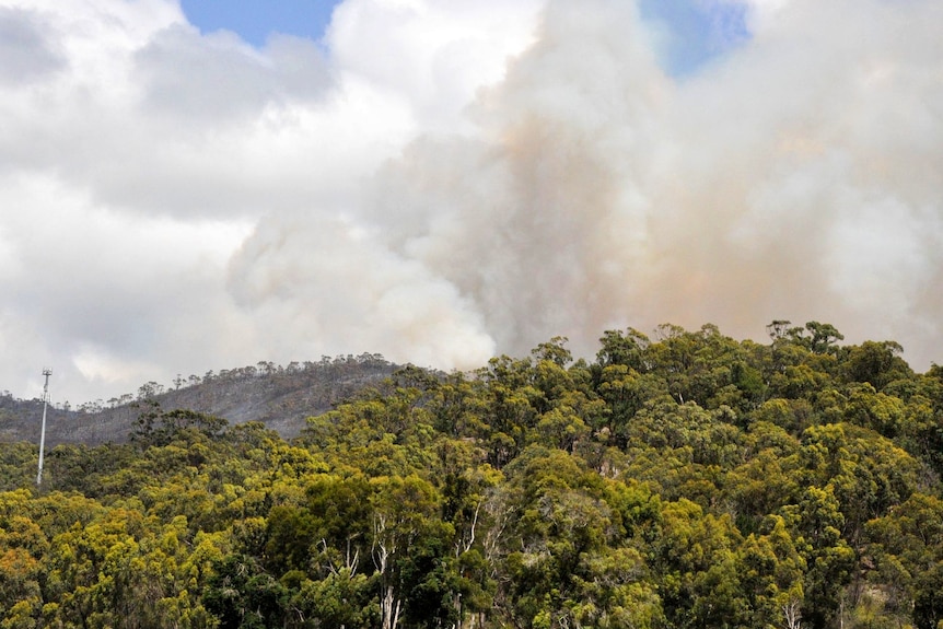 Bushfire smoke rises above green trees 