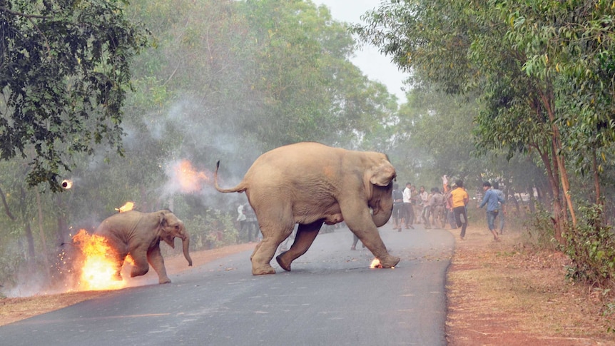 An elephant and her calf are on fire fleeing a mob of men throwing flaming tar balls and crackers at them in India