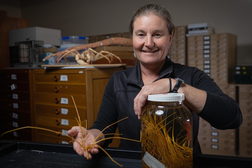 Curator of a museum holding a giant sea spider
