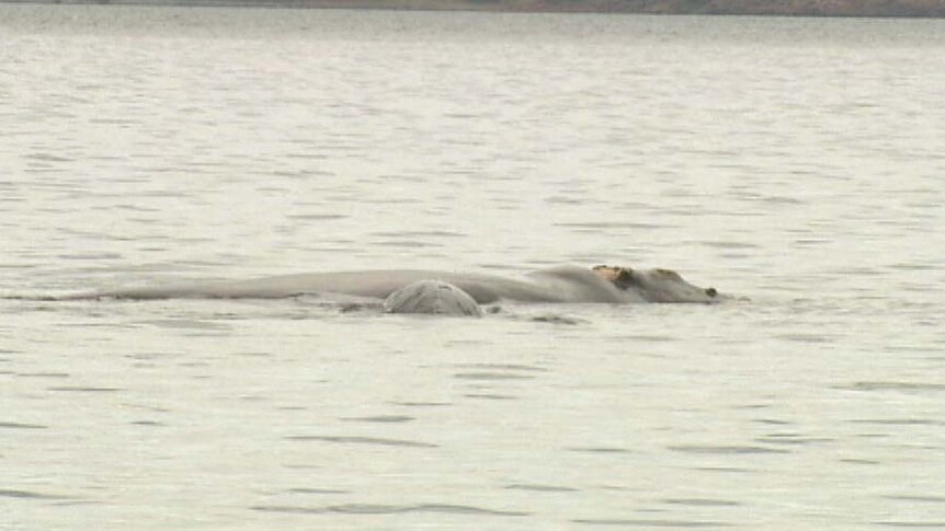 The back of a southern right whale surfaces next to her calf in Hobart's River Derwent.
