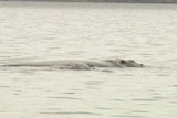 The back of a southern right whale surfaces next to her calf in Hobart's River Derwent.