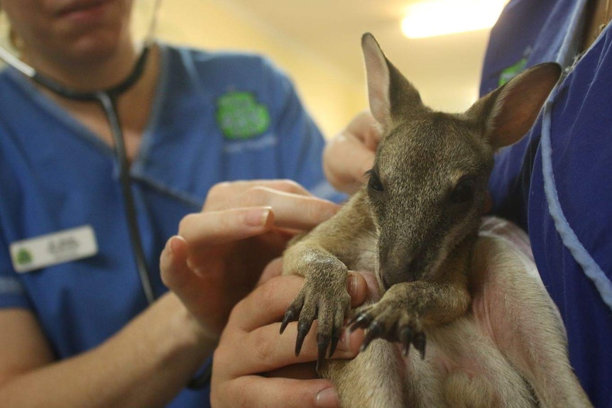 An orphaned joey gets a check-up by two vets