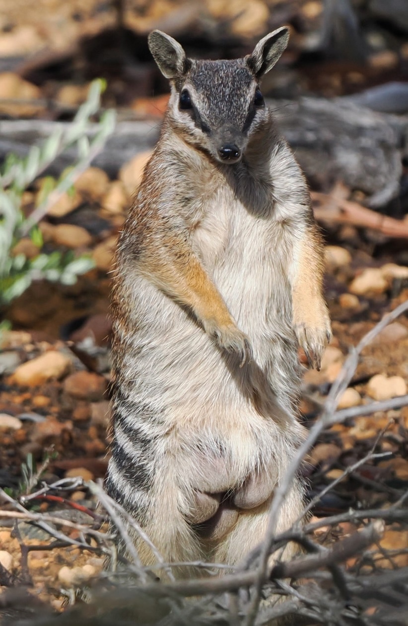 numbat mum stands upright, showing four little babies clinging to her stomach