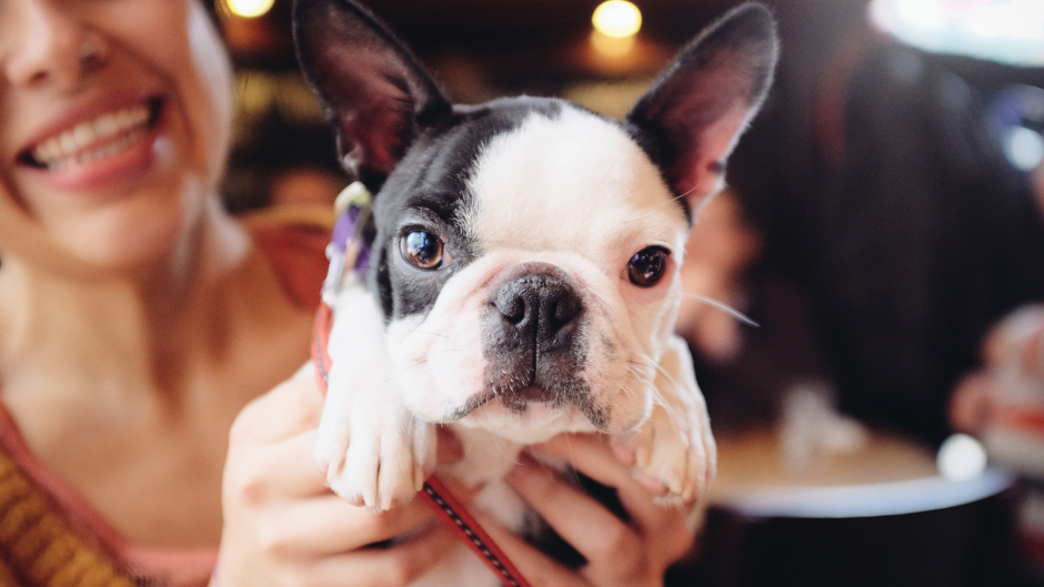 A woman holds up her black and white French Bulldog puppy.