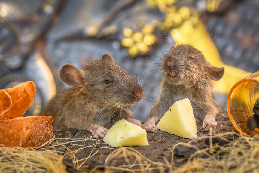 Two rats eating cheese.