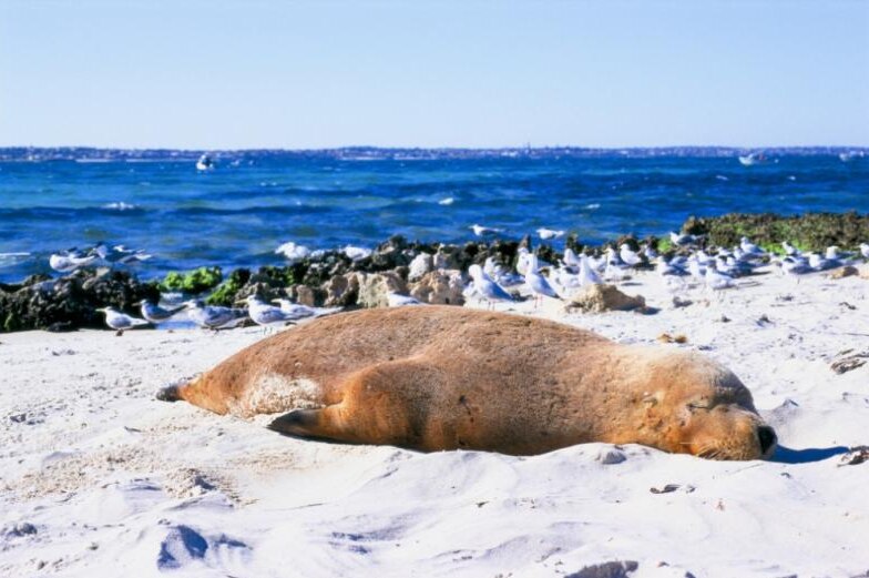 A sea lion rests on a sunny beach.