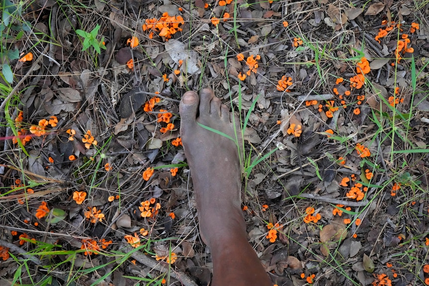 A barefoot in a patch of wild mushrooms
