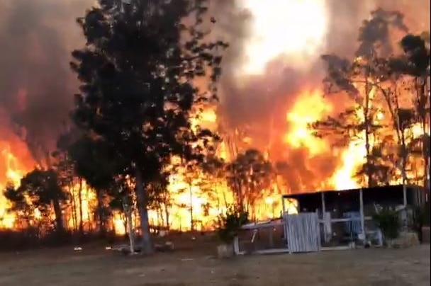 Massive flames burn behind a line of trees as smoke fills the sky.