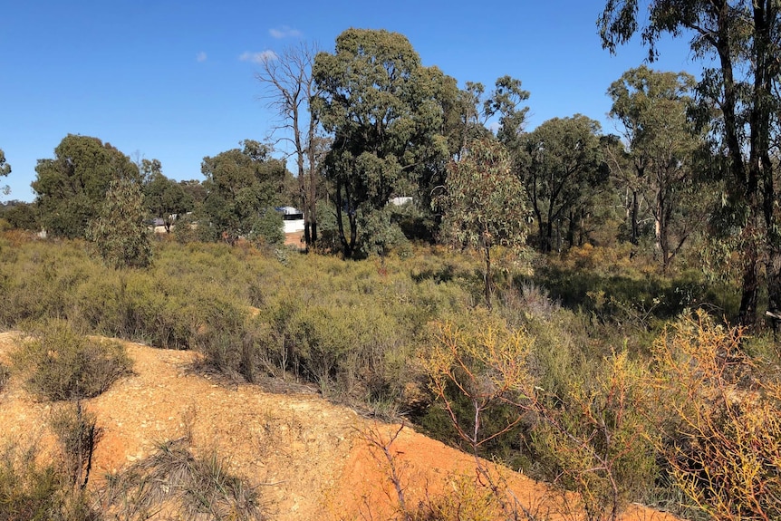 shrubs, bushes and trees along dry orange dirt mound