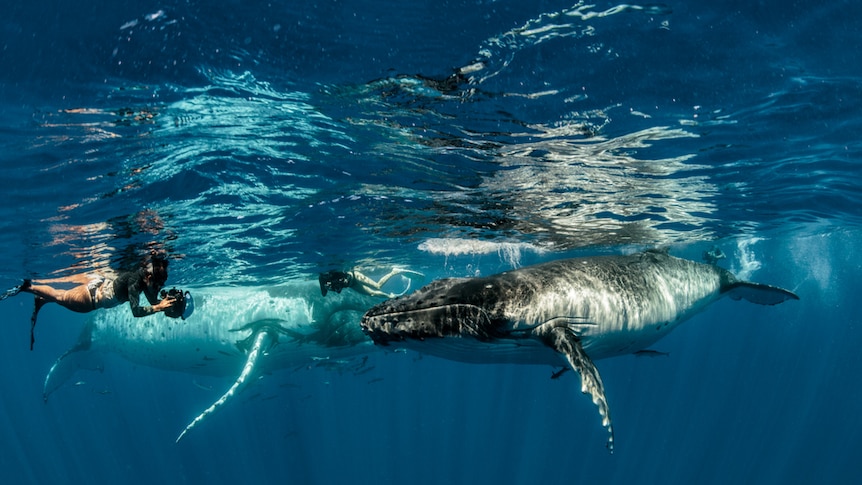 Two divers holding cameras swim about humpback whales.