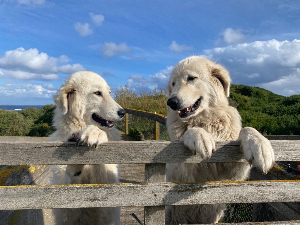 Famous Maremma guardian dog penguin project under threat
