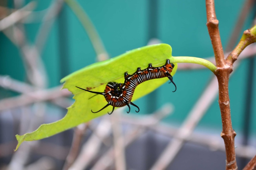 A common crow caterpillar in Helen Schwencke's garden