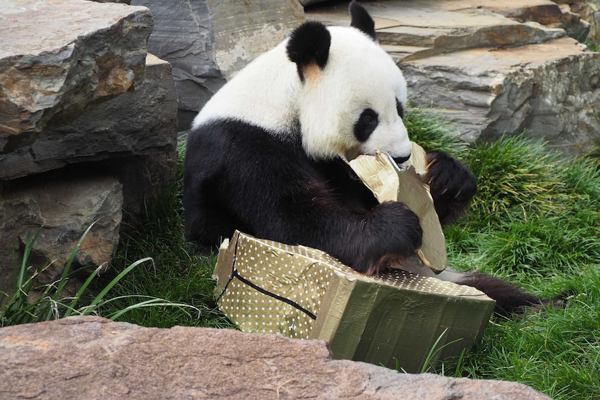 Panda at Adelaide Zoo enjoys an Easter treat.