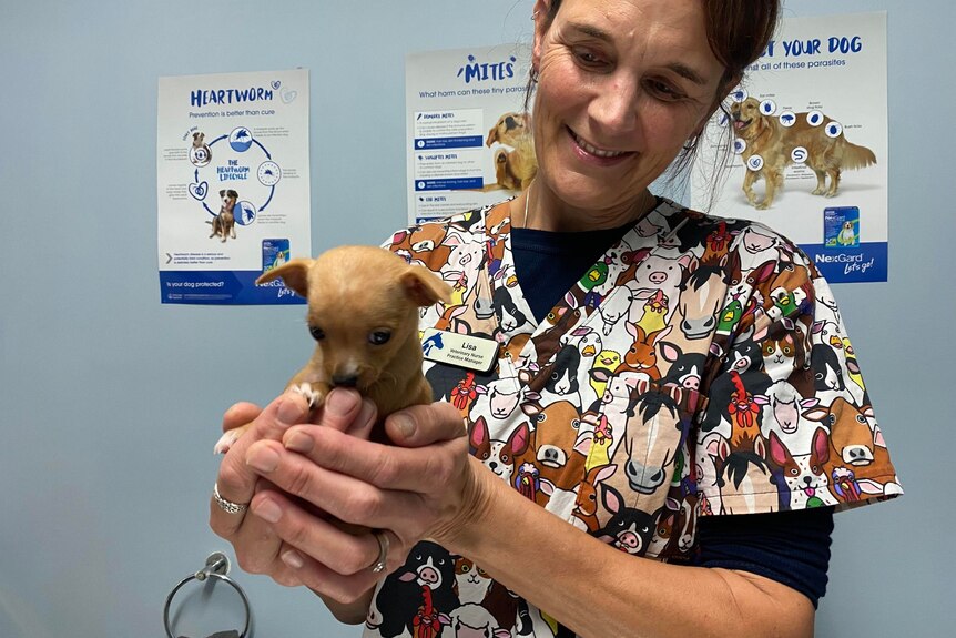 A woman smiling at a tiny little brown puppy in her hands.