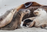 A group of playful sea lions laze on the beach looking playful.