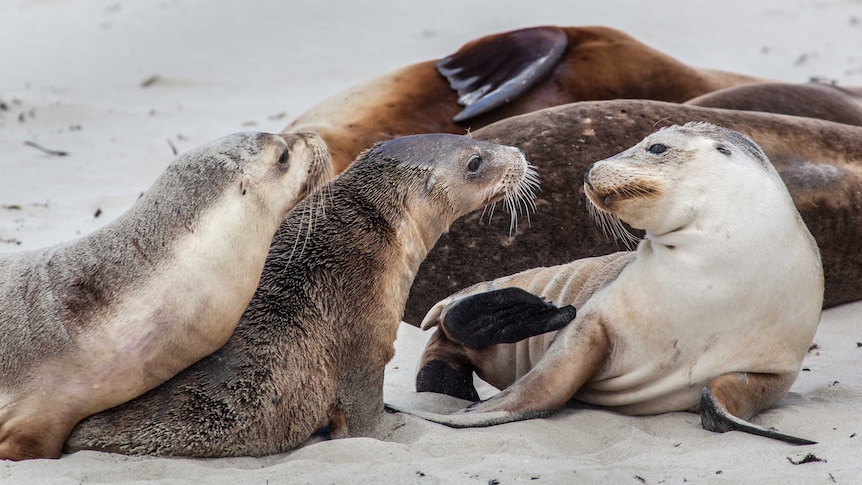 A group of playful sea lions laze on the beach looking playful.