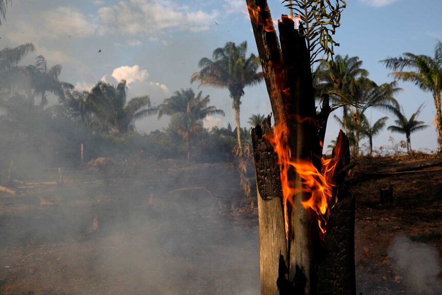A shot of a tree burning in a cleared plot of Amazon jungle