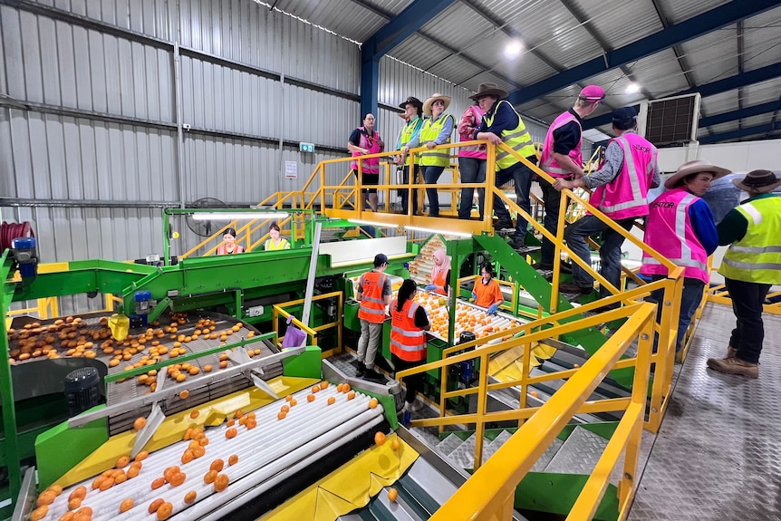 Students stand on a bridge inside a large shed overlooking a fruit sorting machine.