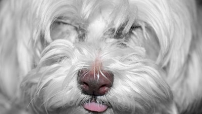 File photo: Maltese Terrier (Flickr: brittanyculver)