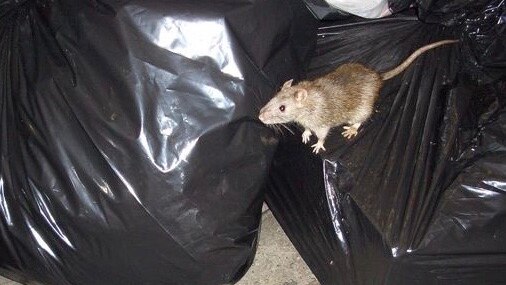 A brown rat perched atop black garbage bags.